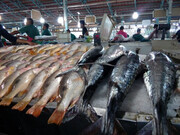جدیدترین قیمت انواع ماهی در بازار | ماهی قزل آلا منجمد کیلویی ۱۷۳ هزار تومان