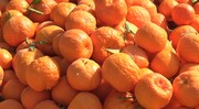 چرا نارنگی ایران در روسیه طرفدار ندارد؟