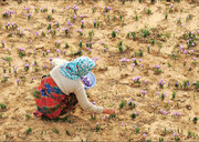 بازار زعفران فعلا در دست ایران است | برندسازی در افغانستان و قطر