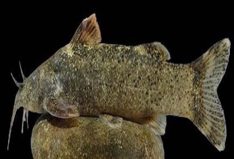  عکس | کشف یک گونه ماهی جدید و نام گذاری آن به نام علی دایی