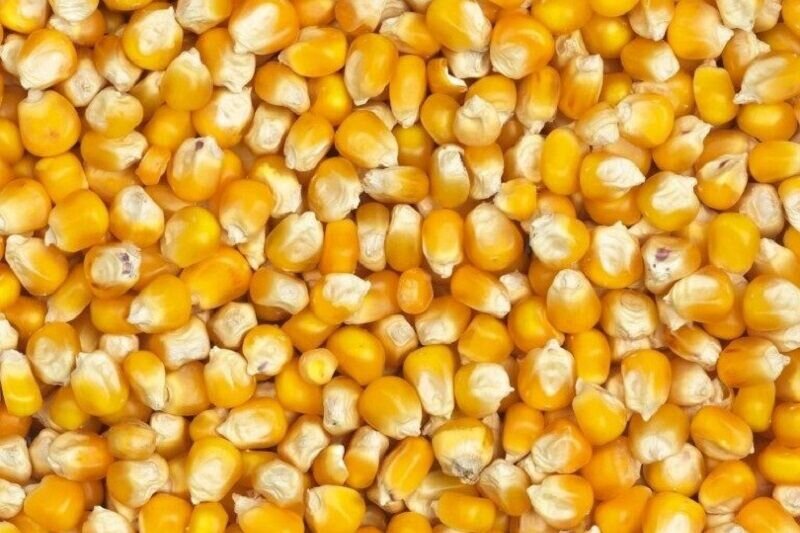 ذرت