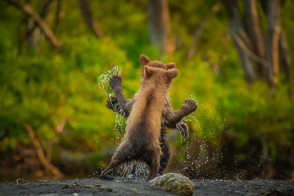 خرس‌ها، مبارزه را از کودکی تمرین می‌کنند