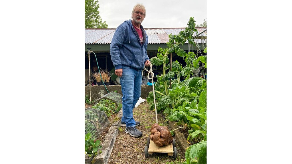 سیب‌زمینی غول‌آسا در باغچه مرد نیوزیلندی