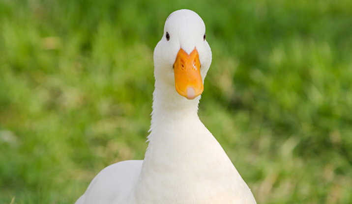 White duck - اردک سفید