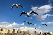 ۸۴ گونه پرنده مهاجر، مهمان دریاچه شهدای خلیج فارس