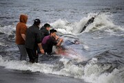 عکس روز| بازگرداندن نهنگ به دریا