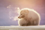 عکس روز | نفس بچه روباه قطبی