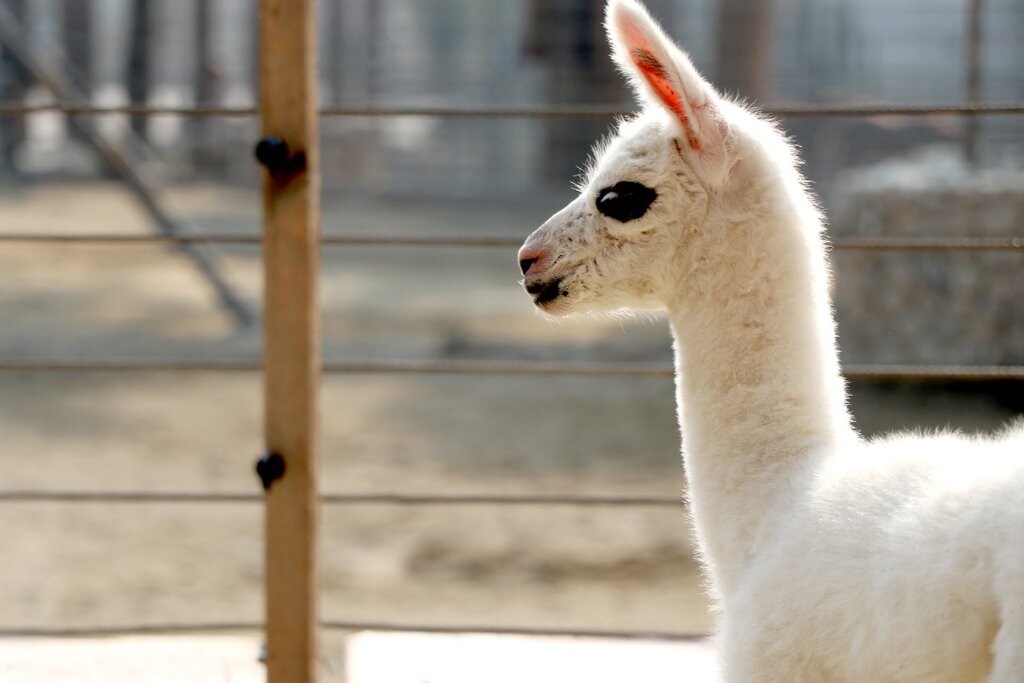 تصاویر | تولد بچه لاما در باغ وحش ارم