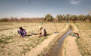 درآمد کشاورزان ایرانی پشت دیوارهای امنیتی ماند