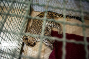 تصاویر | روند درمان پلنگ زخمی در باغ وحش مشهد