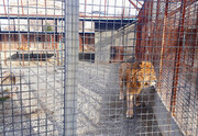 صدور دستور قضایی برای باغ وحش صفادشت | این باغ وحش بعد از کشته شدن چند حیوان تعطیل شد