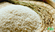 برنج فجر: یک گزینه مقرون به صرفه برای سفره خانواده ایرانی