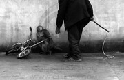 عکسی تکان‌دهنده از آموزش میمون‌ها در سیرک