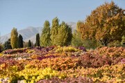 مهمـانی گل‌های داودی | جشنواره ای از ۶۰۰ طیف گل رنگی در باغ گیاه‌شناسی