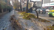 هرس 20هزار درخت درمعابر و بوستان های مرکز شهر تهران