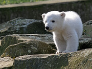 آشنایی با کنوت خرس قطبی باغ‌وحش برلین