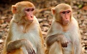 خطر میمون برای حیات وحش ایران | سرنوشت حمایت‌های ناآگاهانه از حیوانات