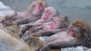 عکس | حمام آب داغ میمون‌های برفی ژاپن