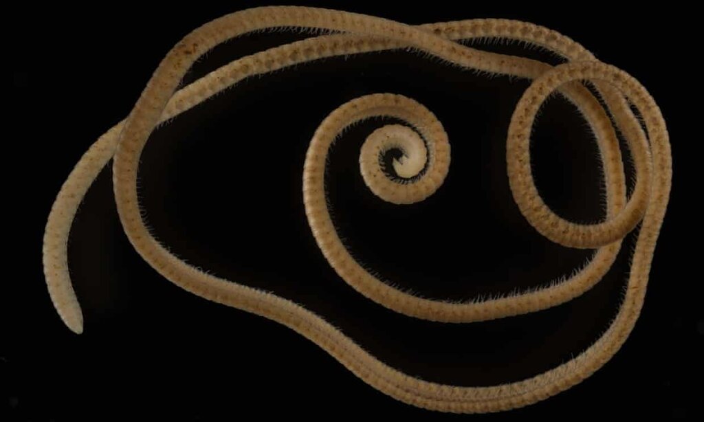 millipede