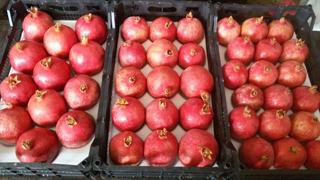 چرا روسیه واردات برخی میوه های ایرانی را ممنوع کرد؟ | نارنگی، انار، لیمو، انگور و فلفل در لیست سیاه روسیه