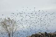 تصاویر | زباله‌خواری پرندگان شکاری و مهاجر در سایت جمع‌آوری زباله لنگرود