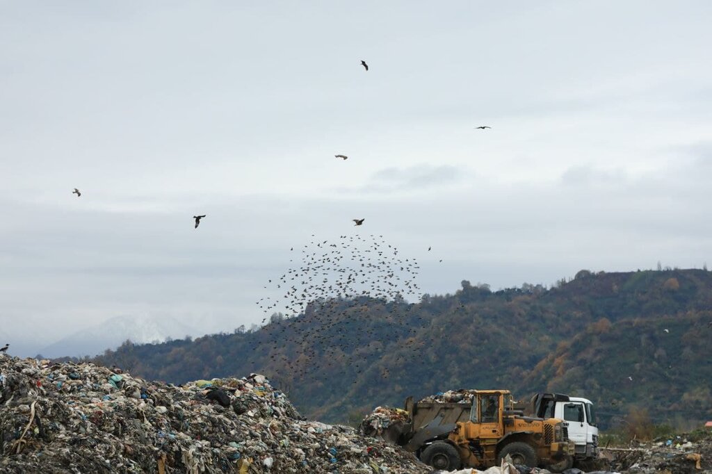 زباله‌خواری پرندگان در سایت جمع‌آوری زباله لنگرود
