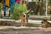سالانه ۵۰ نفر در ایران توسط سگ‌ها کشته می‌شوند | بین یک تا ۳ میلیون سگ بلاصاحب در کشور وجود دارد