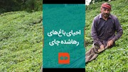 ویدئو | سرنوشت تازه باغ‌های رها شده چای