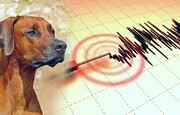 پیش‌بینی زلزله با کمک مار و سگ  | رونمایی از اختراع جالب یک ایرانی