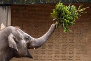 عکس روز| درخت کریسمس برای فیل