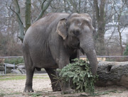 تصاویر | درختان کریسمس شام حیوانات باغ وحش شدند | واکنش متفاوت فیل‌ها را ببینید