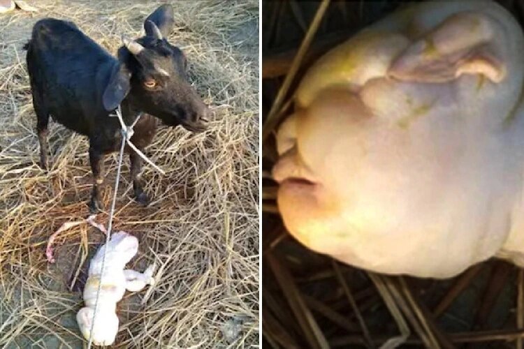 A GOAT has given birth to a “humanoid kid بز”