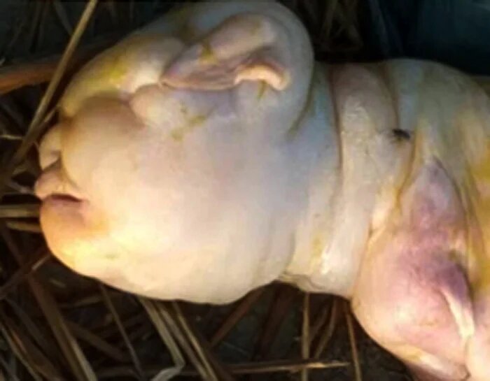 تصاویری وحشتناک | تولد نوزاد انسان‌نما از یک بز