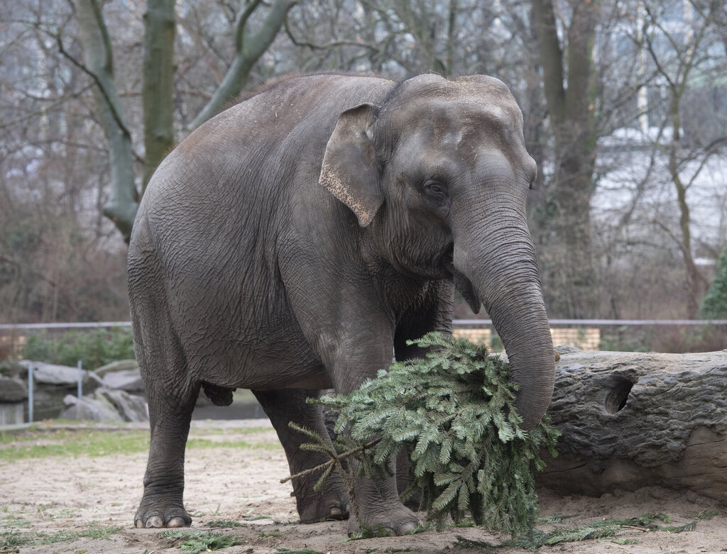 Weihnachtsbaeume ZooBerlin - درخت کریسمس - باغ وحش برلین