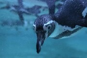 عکس روز| پنگوئن هومبولت