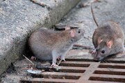 واکنش شهرداری تهران به جولان موش‌ها روی یک درخت | واگذاری مبارزه با جانوران موذی به سازمان پسماند تا یک ماه آینده