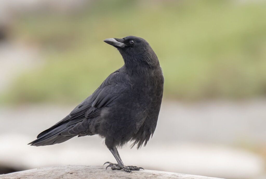 Crows - کلاغ - پرنده - حیوانات