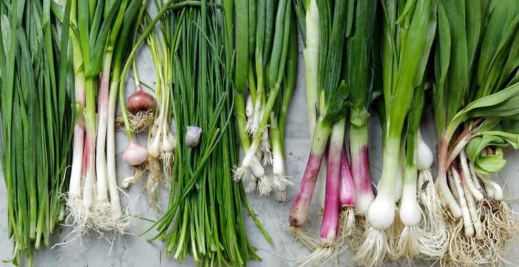 green onion - پیازچه