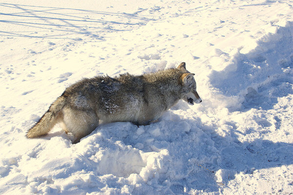 گرگ یخ زده - ارزروم ترکیه