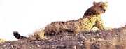 وضعیت وخیم یوزپلنگ آسیایی ایران | این گونه خاص یوزپلنگ‌ها در معرض انقراض است؟