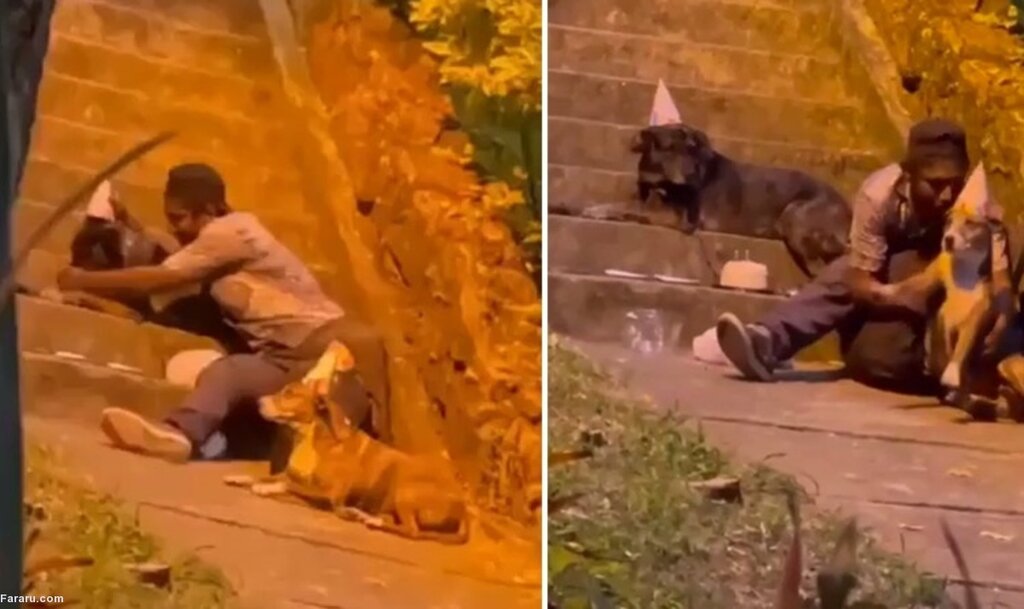 تولد با سگها