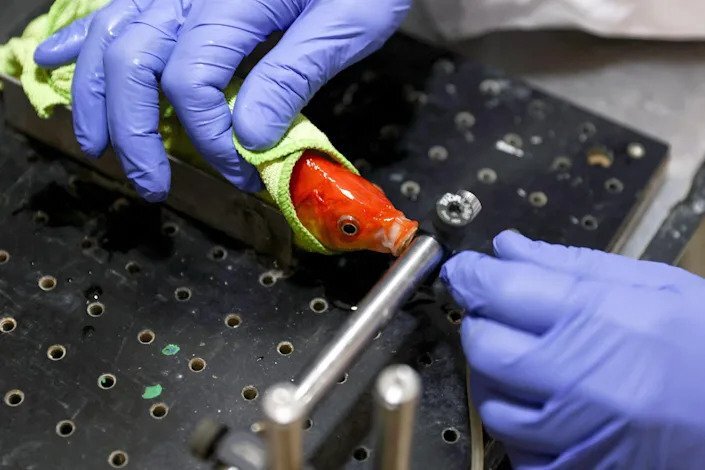 دانشمندان به ماهی قرمزها رانندگی یاد دادند