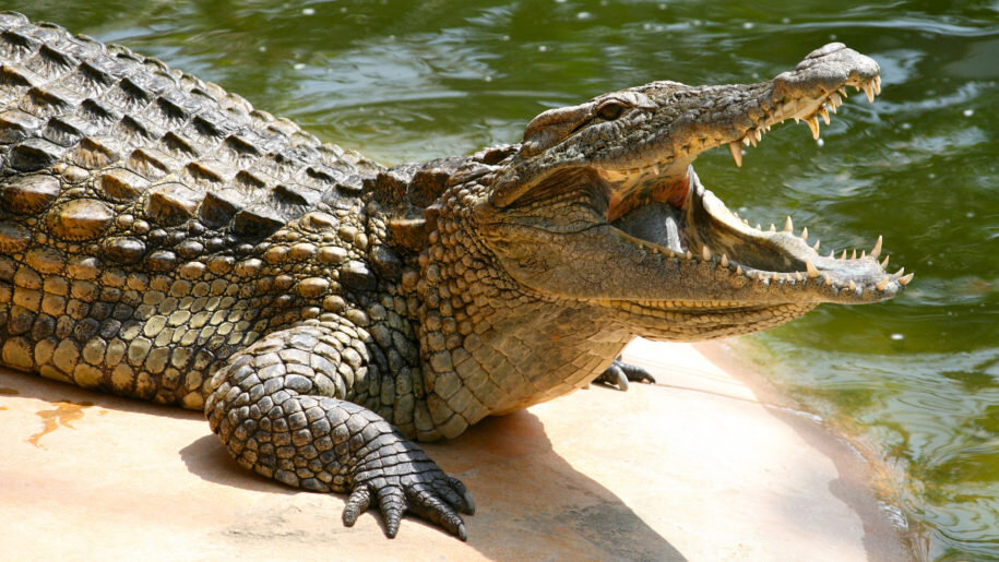 Crocodylinae - تمساح - حیوانات - کروکودیل