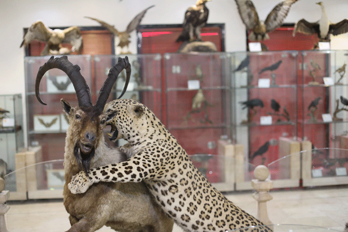 به تماشای خورشید و ماه در کنار گونههای متنوع جانوری