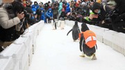 عکس روز| پنگوئن‌ها با کوله‌پشتی