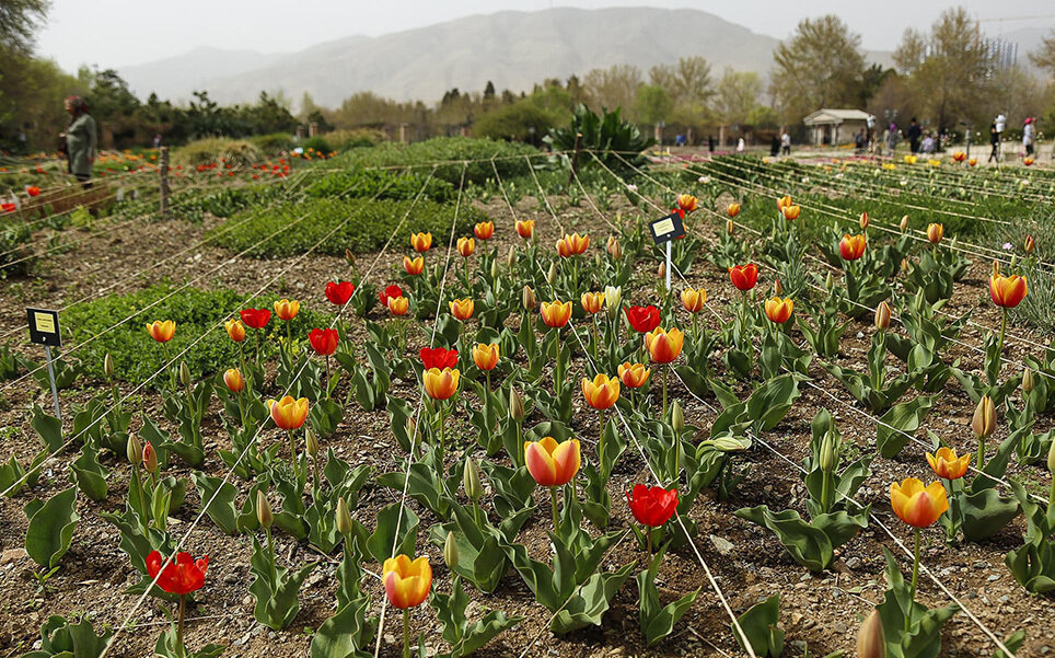 هشدار درباره نابودی منحصر به فردترین باغ ملی ایران | ساخت ۲۲ برج ۳۸ طبقه در جوار باغ فاجعه بار است