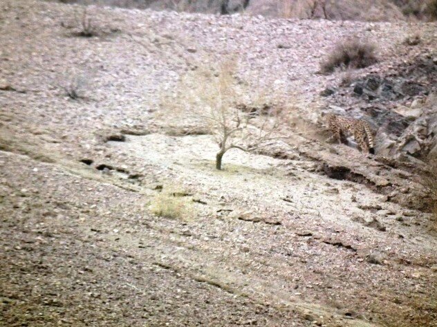 مشاهده یوزپلنگ ایرانی در یزد پس از ۶ سال