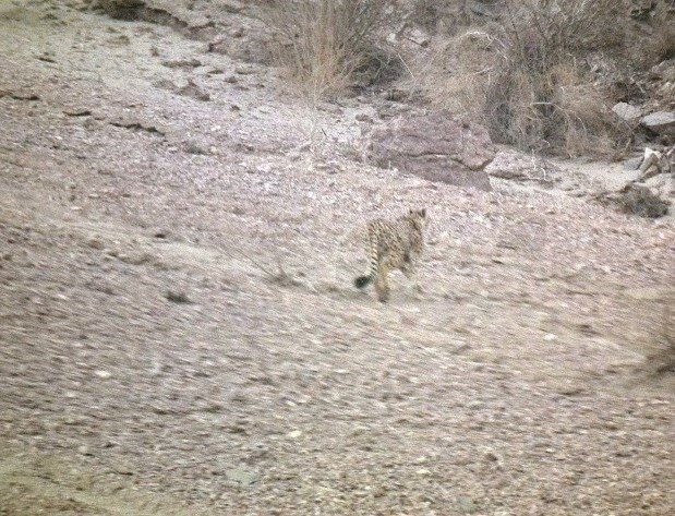 مشاهده یوزپلنگ ایرانی در یزد پس از ۶ سال