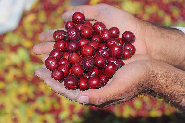 Jujube - عناب