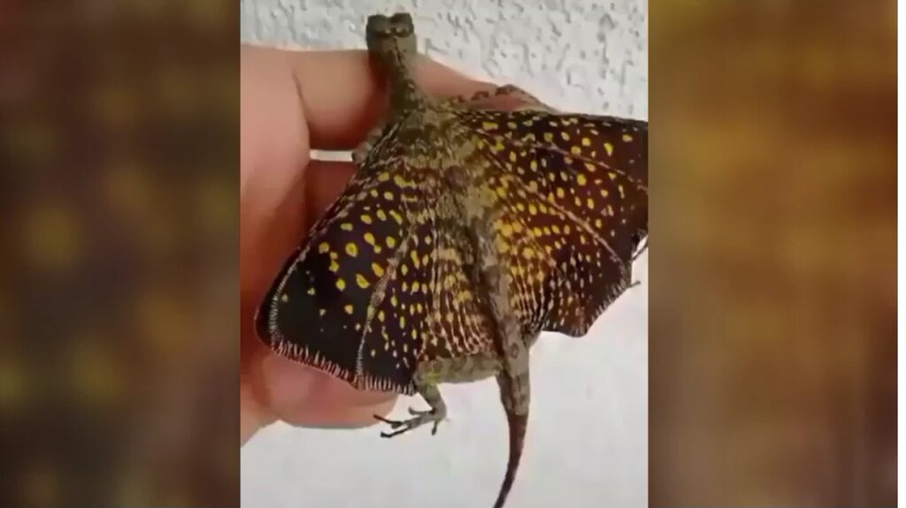 اژدهای پرنده: مارمولک